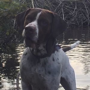 Meet your Posher, Brody